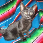 Savannah, F-6A Black/Mel, Male DOB 8-27-17