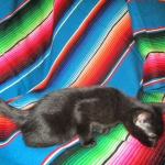 Savannah, F-6A Black/Mel, Male DOB 8-27-17