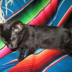 Savannah, F-6A Black/Mel, Male DOB 8-27-17