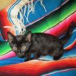 Savannah, F-6A Black/Mel, Male DOB 8-27-17