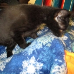 Savannah, F-6A Black/Mel, Male DOB 8-27-17