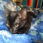 Savannah, F-6A Black/Mel, Male DOB 8-27-17