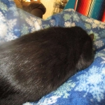 Savannah, F-6A Black/Mel, Male DOB 8-27-17