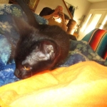 Savannah, F-6A Black/Mel, Male DOB 8-27-17