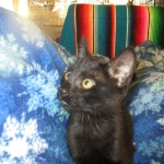 Savannah, F-6A Black/Mel, Male DOB 8-27-17