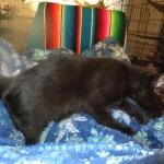 Savannah, F-6A Black/Mel, Male DOB 8-27-17