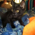 Savannah, F-6A Black/Mel, Male DOB 8-27-17