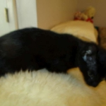 Savannah, F-6A Black/Mel, Male DOB 8-27-17