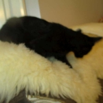 Savannah, F-6A Black/Mel, Male DOB 8-27-17