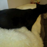 Savannah, F-6A Black/Mel, Male DOB 8-27-17