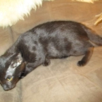 Savannah, F-6A Black/Mel, Male DOB 8-27-17