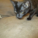 Savannah, F-6A Black/Mel, Male DOB 8-27-17