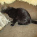 Savannah, F-6A Black/Mel, Male DOB 8-27-17