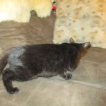 Savannah, F-6A Black/Mel, Male DOB 8-27-17