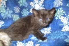 Livia, Savannah, Black on Black Female F-6A DOB 3-12-18