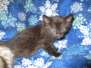 Livia, Savannah, Black on Black Female F-6A DOB 3-12-18