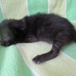 Savannah, Black on Black female F-6A DOB 3-12-18