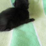 Savannah, Black on Black female F-6A DOB 3-12-18