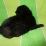 Savannah, Black on Black female F-6A DOB 3-12-18