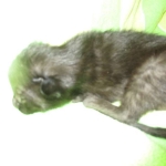 Savannah, Black on Black female F-6A DOB 3-12-18