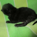 Savannah, Black on Black female F-6A DOB 3-12-18