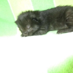 Savannah, Black on Black female F-6A DOB 3-12-18