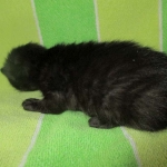 Savannah, Black on Black female F-6A DOB 3-12-18