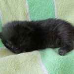 Savannah, Black on Black female F-6A DOB 3-12-18