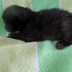 Livia, Savannah, Black on Black female F-6A DOB 3-12-18