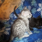 Livia and her sister Artemisia, Savannah, Black on Black female F-6A DOB 3-12-18