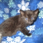 Livia, Savannah, Black on Black female F-6A DOB 3-12-18