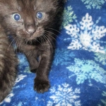 Livia, Savannah, Black on Black female F-6A DOB 3-12-18