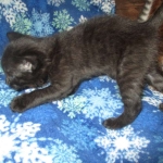 Livia, Savannah, Black on Black female F-6A DOB 3-12-18