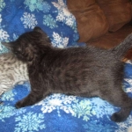 Livia, Savannah, Black on Black female F-6A DOB 3-12-18