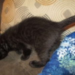 Livia, Savannah, Black on Black female F-6A DOB 3-12-18