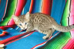 Rhea, Savannah, F-7B, Brown (black) Spotted, Female #2 DOB 6-3-17