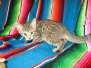 Rhea, Savannah, F-7B, Brown (black) Spotted, Female #2 DOB 6-3-17