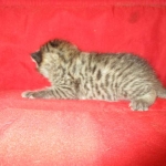 Savannah, Brown (black) spotted, Female, DOB 6-3-17