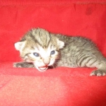 Savannah, Brown (black) spotted, Female, DOB 6-3-17