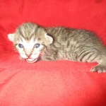 Savannah, Brown (black) spotted, Female, DOB 6-3-17