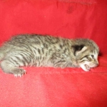 Savannah, Brown (black) spotted, Female, DOB 6-3-17