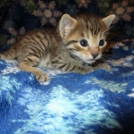 Savannah, Brown (black) spotted, Female, DOB 6-3-17