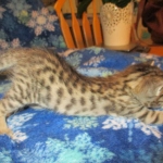 Savannah, Brown (black) spotted, Female, DOB 6-3-17