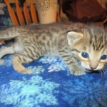 Savannah, Brown (black) spotted, Female, DOB 6-3-17