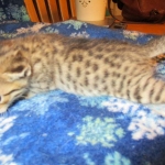 Savannah, Brown (black) spotted, Female, DOB 6-3-17