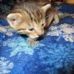 Savannah, Brown (black) spotted, Female, DOB 6-3-17