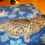 Savannah, Brown (black) spotted, Female, DOB 6-3-17