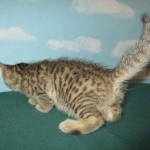 Savannah, Brown (black) spotted, Female, DOB 6-3-17