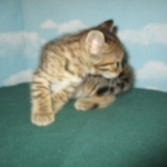 Savannah, Brown (black) spotted, Female, DOB 6-3-17