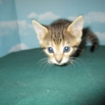 Savannah, Brown (black) spotted, Female, DOB 6-3-17